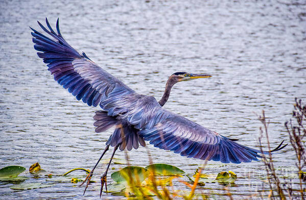 Peggy Franz Photography Poster featuring the photograph Blue Heron Take Off by Peggy Franz