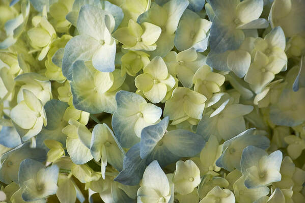 Hydrangea Poster featuring the photograph Blue Hydrangea Macro by Cheryl Day