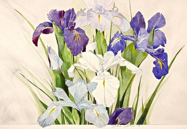 Water Color Poster featuring the painting Blue Irises-Posthumously presented paintings of Sachi Spohn by Cliff Spohn