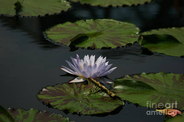 Blue Poster featuring the photograph Blue Lotus Waterlily by Jackie Irwin