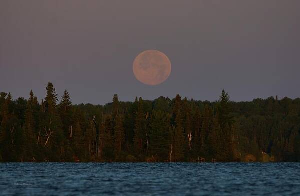 Moon Poster featuring the photograph Blue Moon over Berry Lake by Steven Clipperton