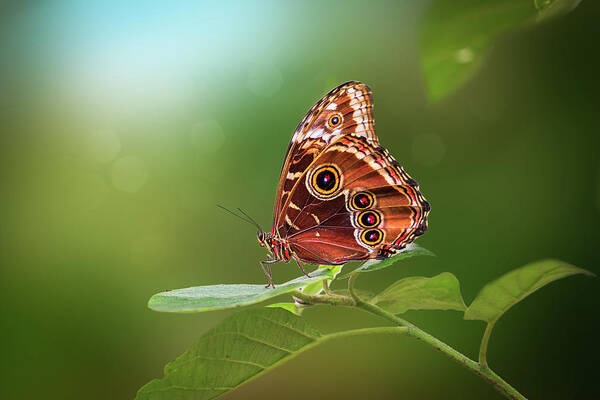Butterfly Poster featuring the photograph Blue Morpho Butterfly by Tim Abeln