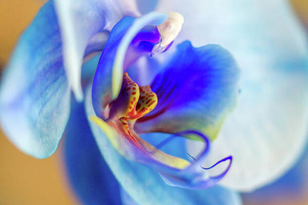 Blue Poster featuring the photograph Blue Orchid by Stelios Kleanthous