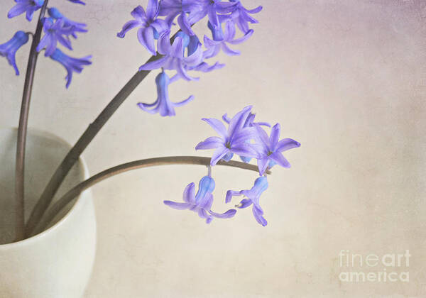 Still Life Poster featuring the photograph Blue purple flowers in white china cup by Lyn Randle