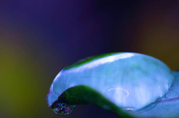Blue Raindrop Poster featuring the photograph Blue Raindrop by Crystal Wightman