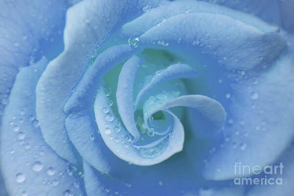 Flower Poster featuring the photograph Blue Rose by Julia Hiebaum