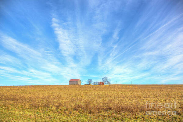 Blue Skys And Yellow Fields Poster featuring the photograph Blue Skys and Yellow Fields by Randy Steele