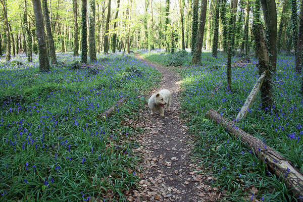 Bluebells Poster featuring the photograph Bluebell wood by John Quinn