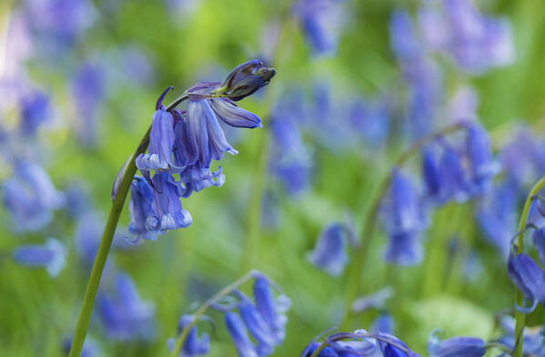 Nature Poster featuring the photograph Bluebells by Wendy Cooper