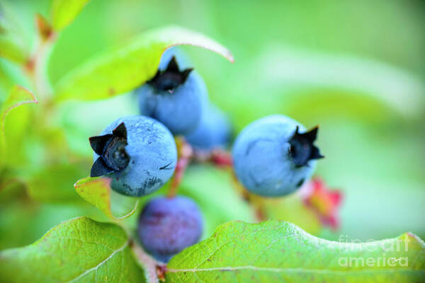 Maine Wild Blueberries Poster featuring the photograph Blueberries Up Close by Alana Ranney