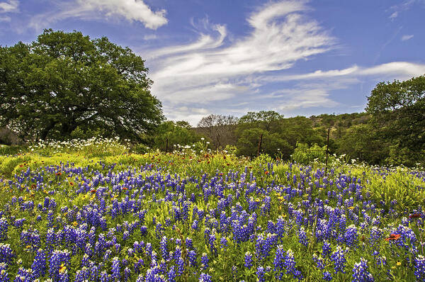 Bluebonnets Poster featuring the photograph Bluebonnet Spring by Lynn Bauer