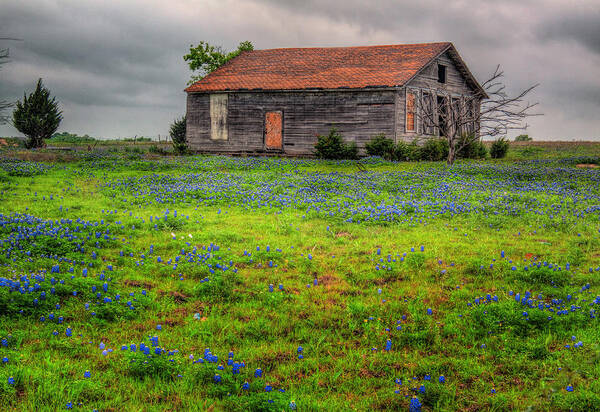 Bluebonnet Poster featuring the photograph Bluebonnets and Abandoned Farm House by David and Carol Kelly