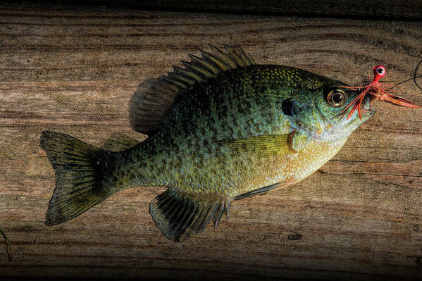 Fish Poster featuring the photograph Bluegill Panfish caught with a jig by Randall Nyhof