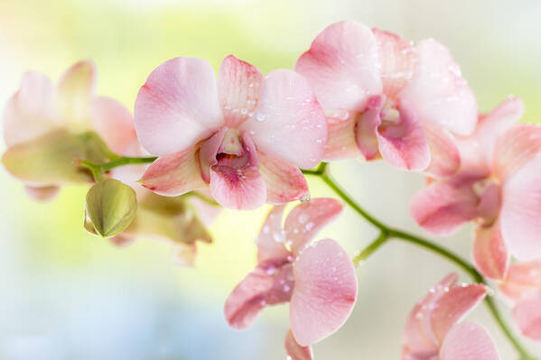 Flower Of The Day Poster featuring the photograph Blush by Jade Moon 