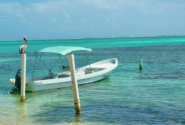 Belize Poster featuring the photograph Boat and Pelican on Ambergris Caye Belize by Waterdancer