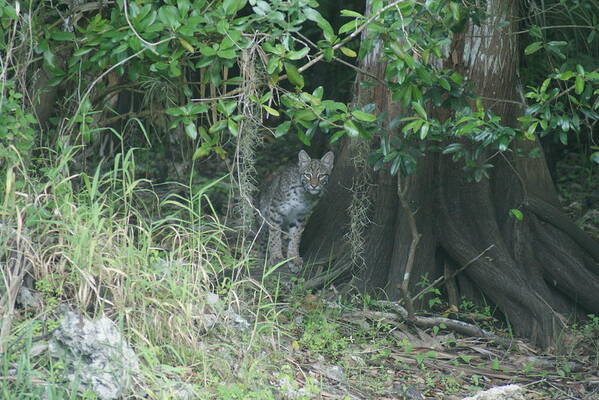 Bobcat Poster featuring the photograph Bobcat in the Everglades by Lindsey Floyd