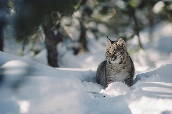 Mp Poster featuring the photograph Bobcat Lynx Rufus Adult Resting In Snow by Michael Quinton
