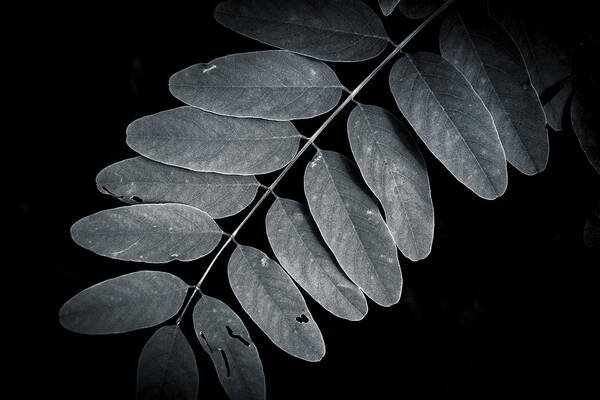 Leaves Poster featuring the photograph Bold Branch by Andy Smetzer