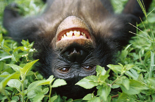 #faatoppicks Poster featuring the photograph Bonobo Smiling by Cyril Ruoso