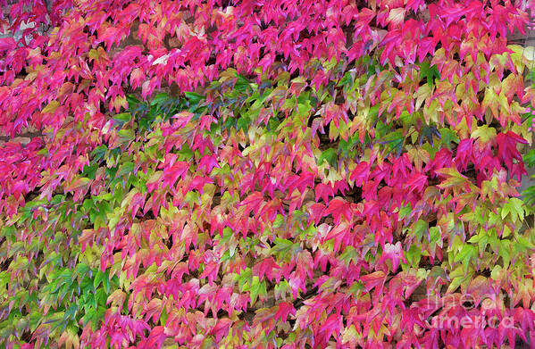 Boston Ivy Poster featuring the photograph Boston Ivy in Autumn by Tim Gainey