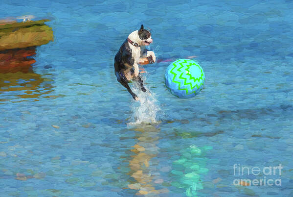 Dog Poster featuring the digital art Boston Terrier Jump - painterly by Les Palenik