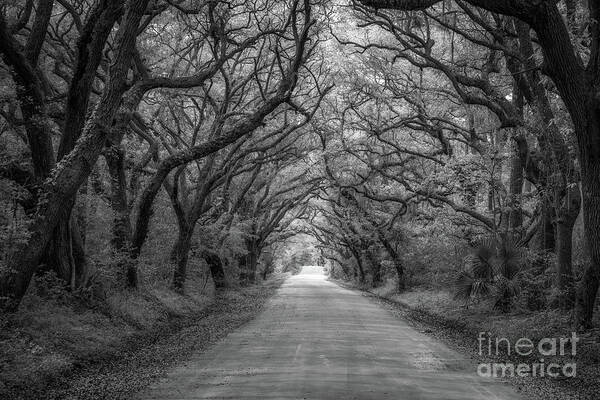 Botany Bay Road Poster featuring the photograph Botany Bay Road Black and White by Michael Ver Sprill