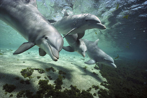 00082400 Poster featuring the photograph Four Bottlenose Dolphins Hawaii by Flip Nicklin