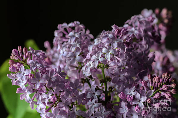 Lilacs Poster featuring the photograph Bouquet of Lilacs by Tamara Becker