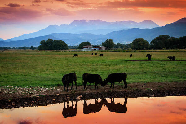 Cows Poster featuring the photograph Bovine Sunset by Wasatch Light