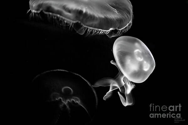 Box Jellyfish Poster featuring the photograph Box Jellyfish Large Canvas Art, Canvas Print, Large Art, Large Wall Decor, Home Decor, Photography by David Millenheft