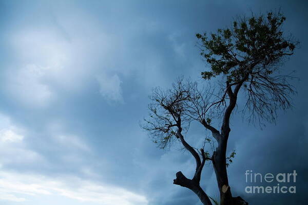 Back Lit Poster featuring the photograph Branches of a tree silhouetted against a stormy sky by Sami Sarkis