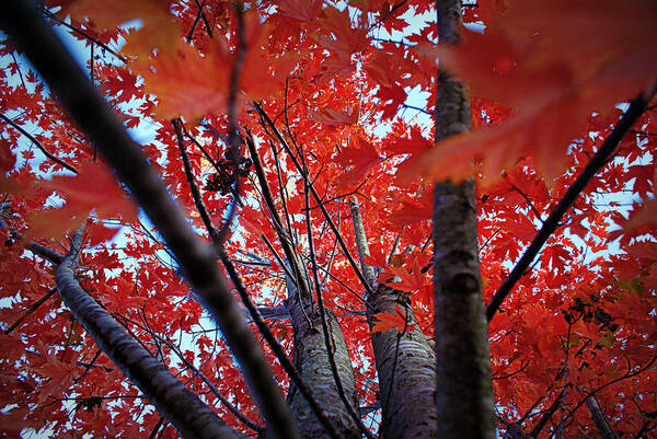Red Poster featuring the photograph Branches of Autumn's Blaze by Cricket Hackmann