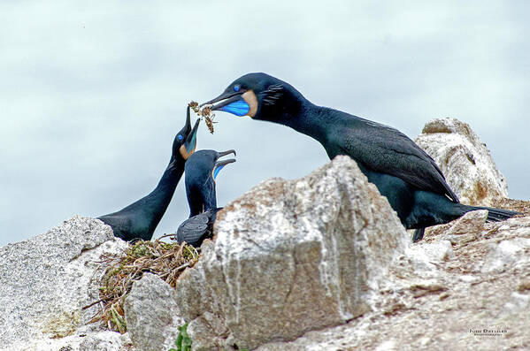 Brandts Cormorants Poster featuring the photograph Brandt's Cormorant Feeding Family by Judi Dressler