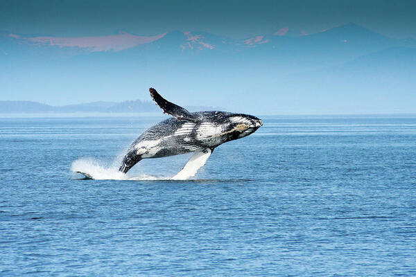 Alaska Poster featuring the photograph Breaching humpback whales Happy-4 by Steve Darden