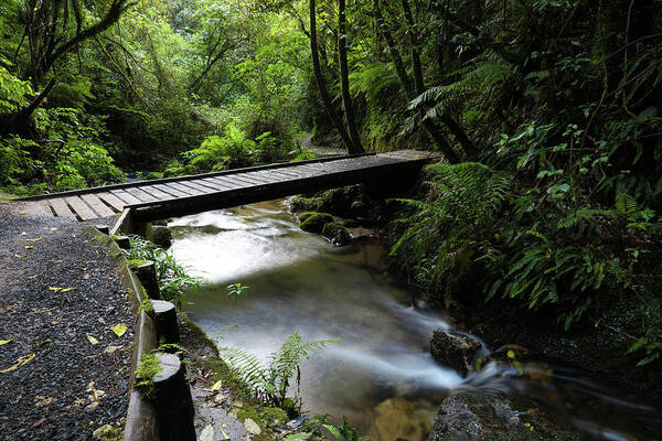 Pathway Poster featuring the photograph Bridge in forest by Les Cunliffe