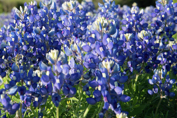 Bluebonnet Poster featuring the photograph Bright Bluebonnets by Frank Madia