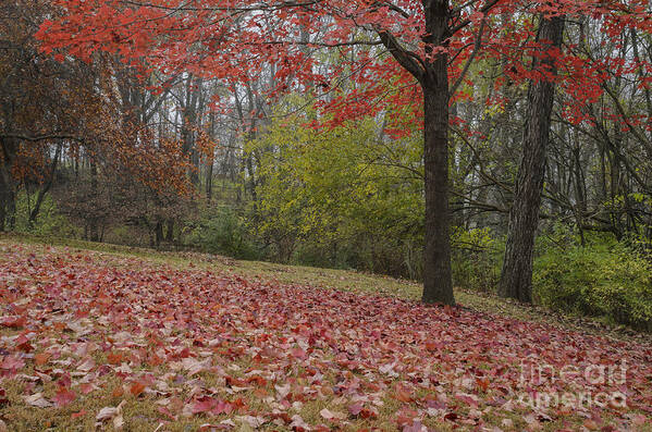 Red Maple Tree Poster featuring the photograph Bright Red Maple Tree by Tamara Becker