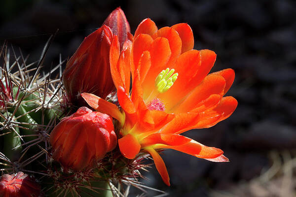 Flower Poster featuring the photograph Bright Tangerine Cactus Flower by Phyllis Denton