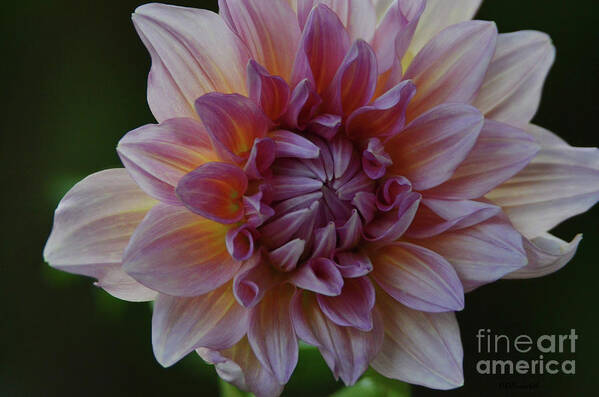 Dahlia Poster featuring the photograph Brilliance of a Dahlia by Debby Pueschel