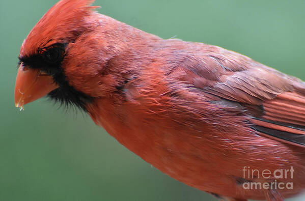 Cardinal Poster featuring the photograph Brilliant Red Feathers on a Cardinal in the Wild by DejaVu Designs
