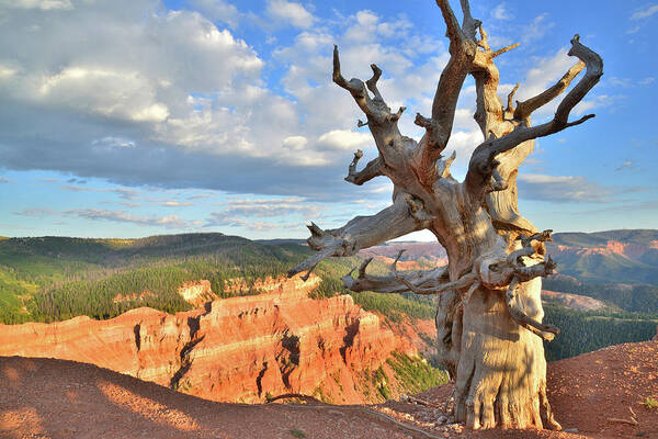 Dixie National Forest Poster featuring the photograph Bristlecone Breaks by Ray Mathis