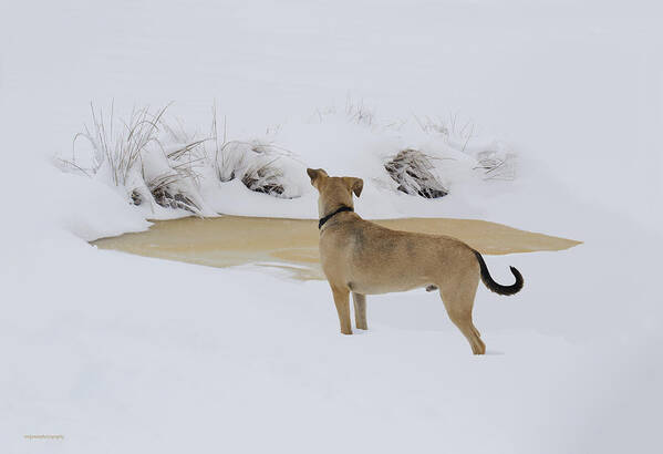 Ron Jones Poster featuring the photograph Brown Dog In The Snow by Ron Jones