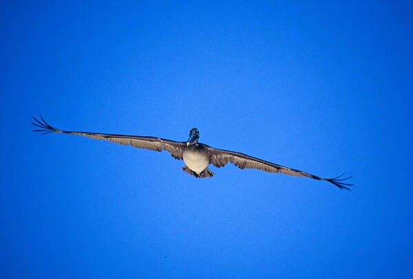 Brown Pelican Poster featuring the photograph Brown Pelican Flying by John Harmon