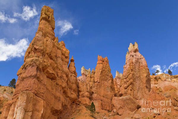 00559157 Poster featuring the photograph Bryce Canyon Hoodoos by Yva Momatiuk John Eastcontt