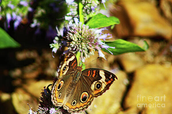 Buckeye Poster featuring the photograph Buckeye Butterfly on the Move by Don Baker