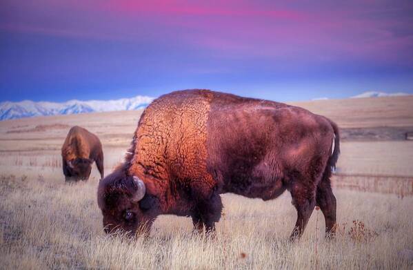 Bison Poster featuring the photograph Buffalo Sunset by James Zebrack