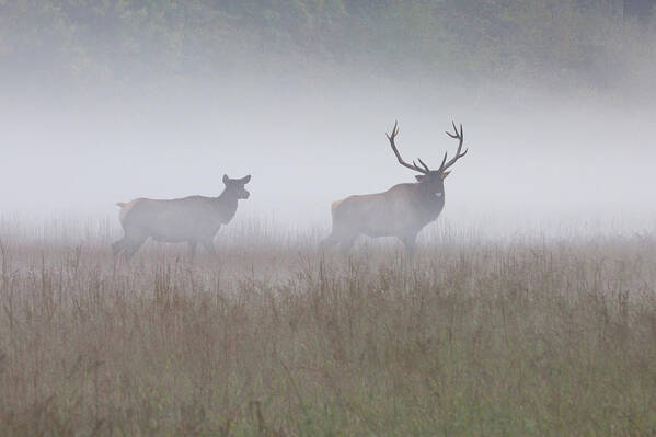 Elk Poster featuring the photograph Bull and Cow Elk in Fog - September 30 2016 by D K Wall