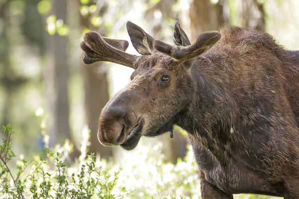 Moose Poster featuring the photograph Bull Moose by Eilish Palmer