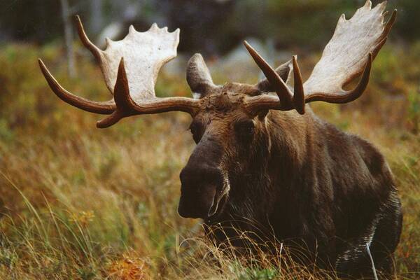 Wildlife Poster featuring the photograph Bull Moose Up Close by John Burk