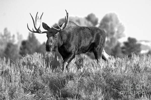 Bull Moose Poster featuring the photograph Bull On A Blue Sky Day Black And White by Adam Jewell